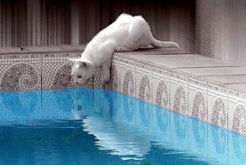 cat jumps into water