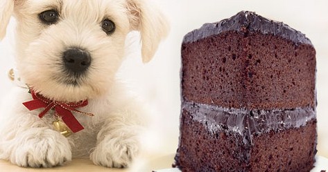 Why is chocolate bad for dogs